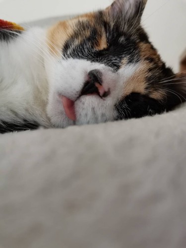 ちょっぴり舌を出して眠る猫（カプちゃん）