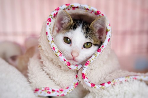毛布をかぶる猫