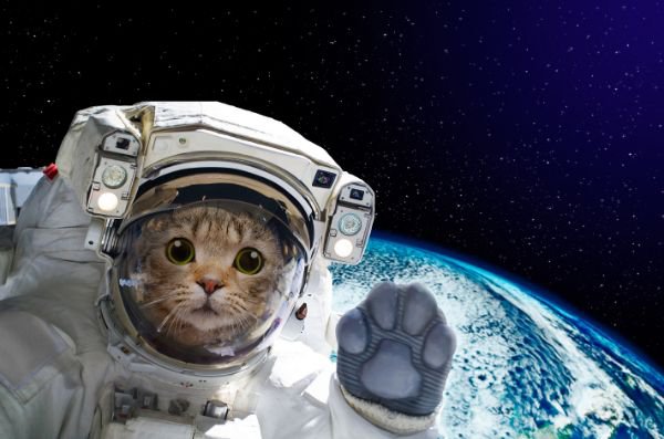 宇宙飛行士 合成猫