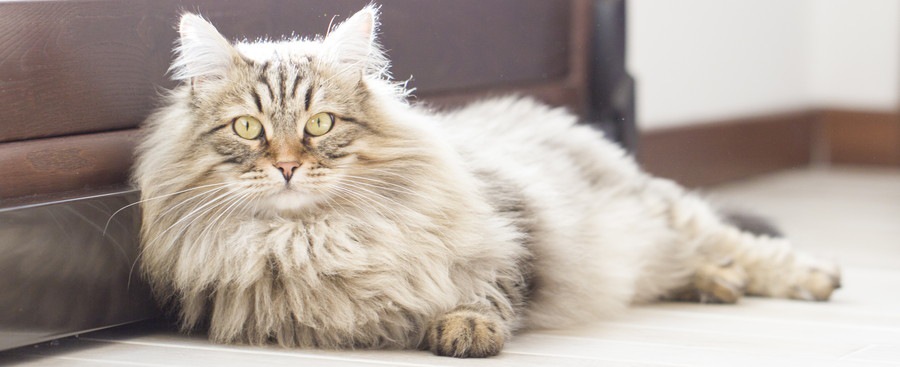 シベリア 猫 ミール