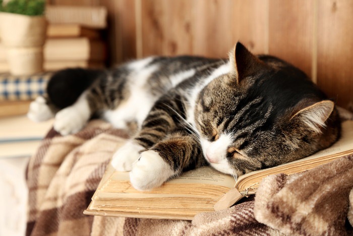 本の上で寝そうな猫