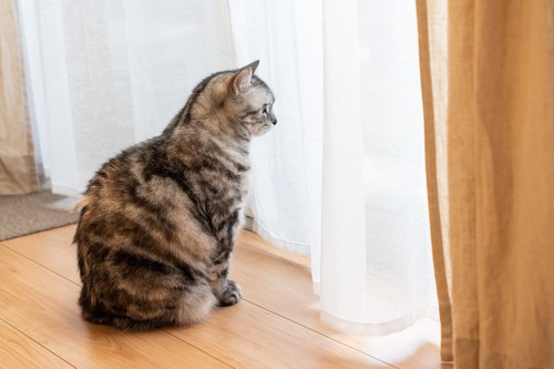 カーテンに向かって座る猫