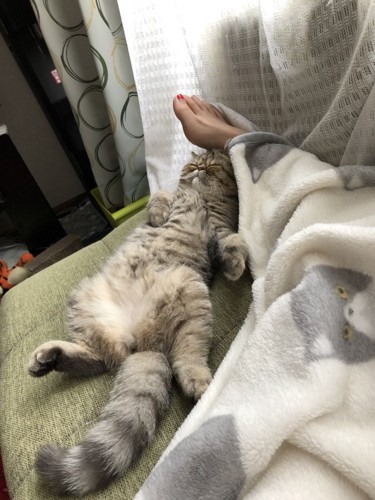 足を枕がわりにする猫