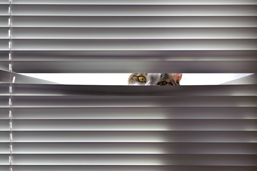 ブラインドの隙間から覗く猫