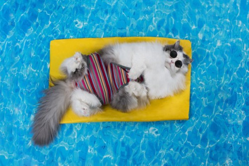 プールで涼む猫