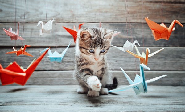折り紙と猫
