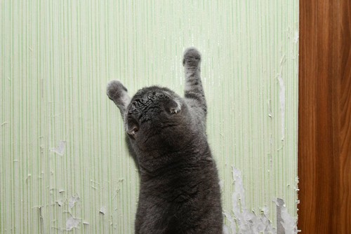 壁で爪とぎをする猫