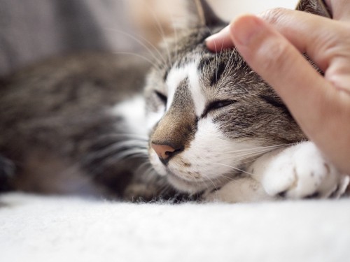 寝そべる猫の頭を撫でる人の手