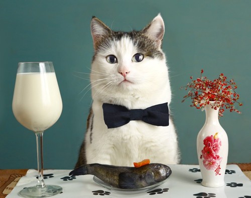 猫と牛乳
