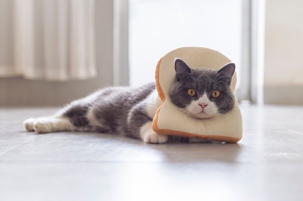 食パンのかぶりものをする猫