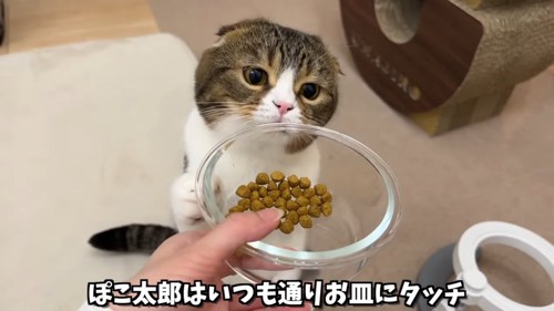 お皿にタッチする猫