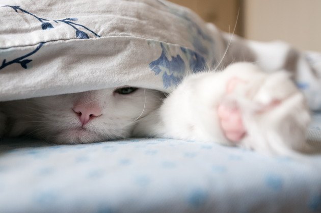 布団に隠れている猫
