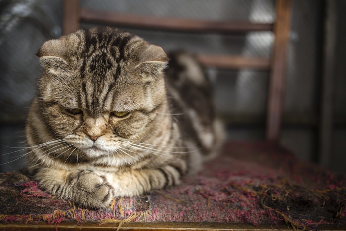 悲しそうな顔をした猫