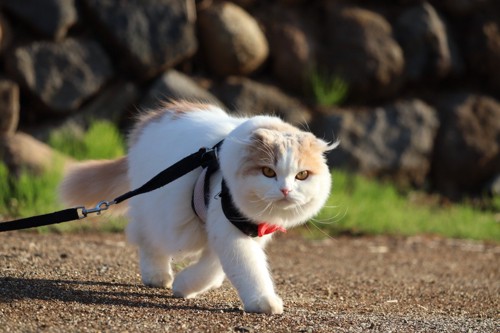 お散歩する猫