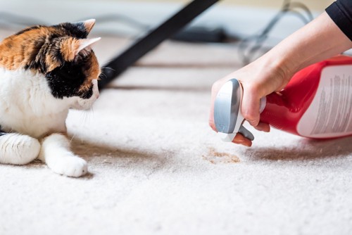 猫の近くの床を掃除する飼い主
