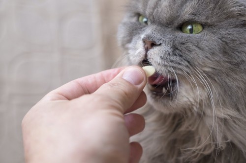 人の手から薬を飲むグレーの猫
