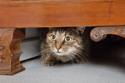 家具の下に隠れる猫