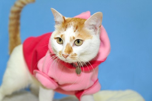 ピンクの服を着ている猫