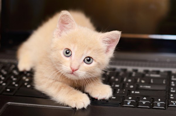 こちらを見るキーボードに乗る子猫