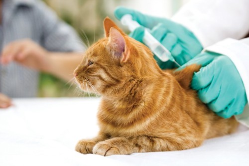 ワクチンを打つ猫