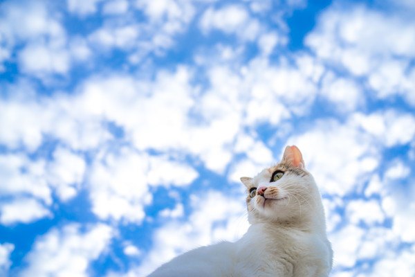 空の猫