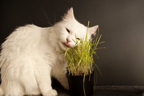 稲にスリスリする猫