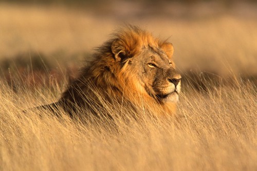 草原の中のライオン