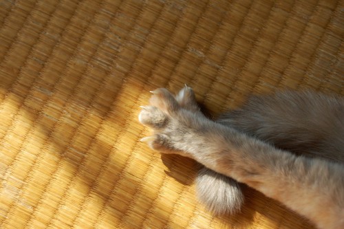 畳の上で爪を出す猫