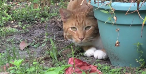 植木鉢の陰に隠れるチャトラ猫