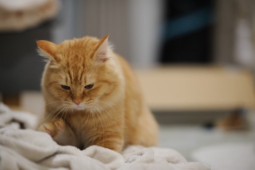 毛布にフミフミしている猫