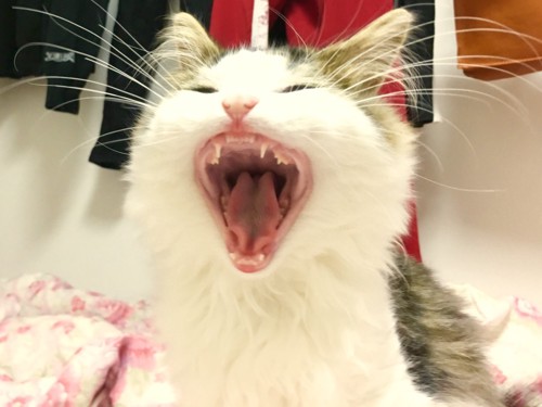 口を大きく開けて歯を見せる猫