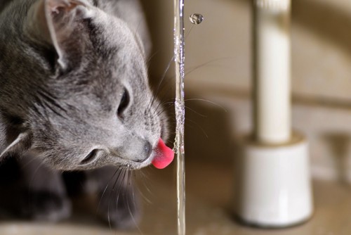 流れる水を飲む猫