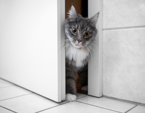 浴室のドアから顔を覗かせる猫