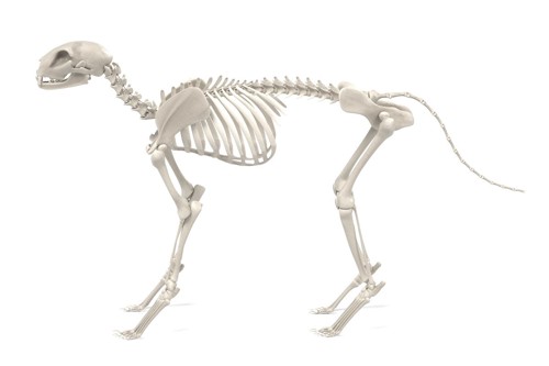 猫の骨格