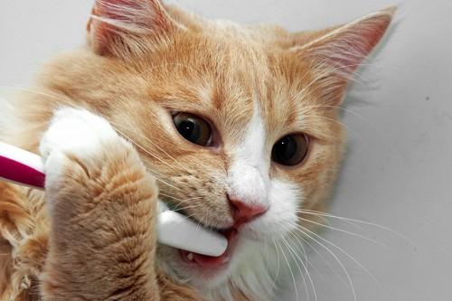 自分で歯磨きしている猫