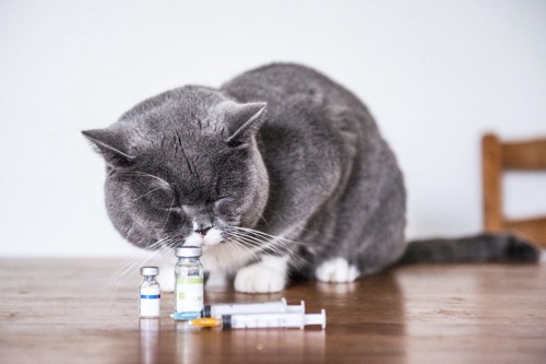 薬を嗅ぐ猫