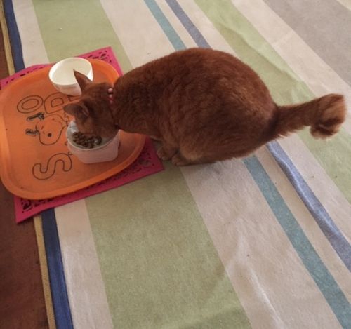 ご飯を食べている猫