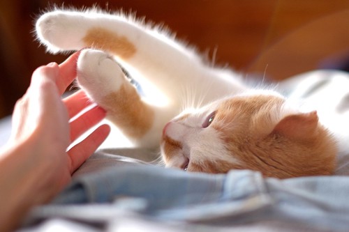 寝転んでいる猫の前足を触る人の手