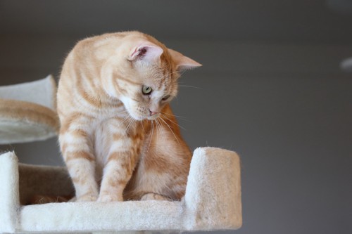 キャットタワーの上で座っている猫