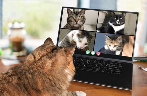 オンラインをする猫たち