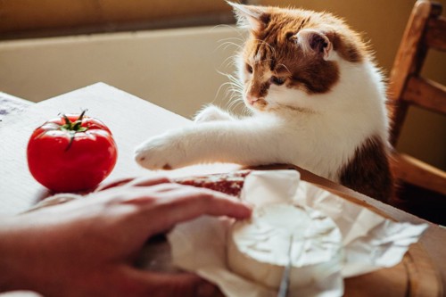 椅子の上からトマトに手を出す子猫