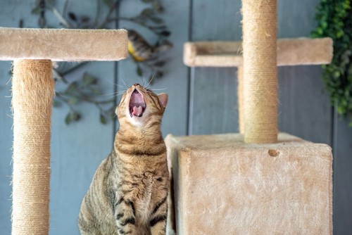 上を向いてあくびをする猫