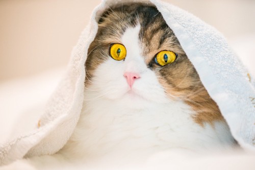 タオルを被る猫