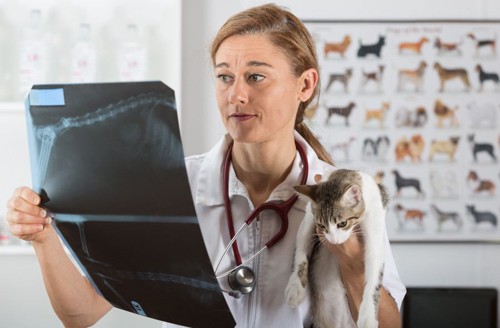 レントゲンを見る獣医と猫