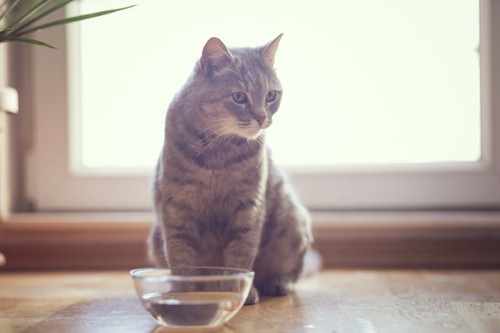 水皿の前に座る猫
