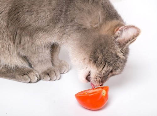 トマトを舐める猫