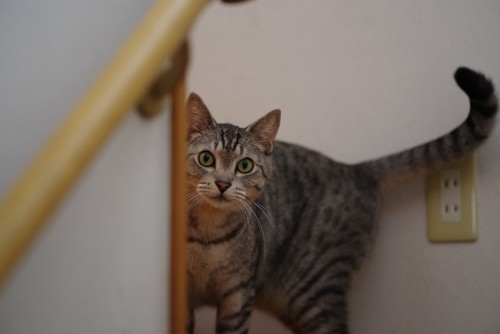 階段の陰からこちらを見る猫