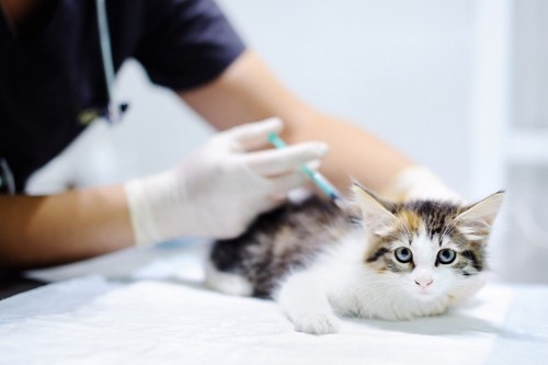 ワクチンを打たれる猫