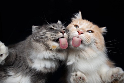 舌を出す猫たち