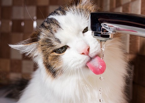蛇口から出る水を舐める猫